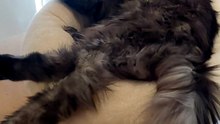 What I do after working 6 days in a row.... :) #cat #funnycats #catlovers