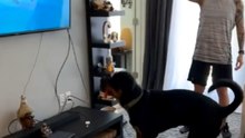 Dog displays aggression towards sharing toys with TV dog