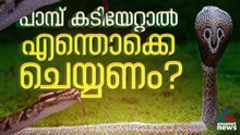 'പരിഭ്രമിക്കരുത്, മുറിവ് വൃത്തിയാക്കാൻ ശ്രമിക്കരുത്'; പാമ്പുകടിയേറ്റാൽ ആദ്യം എന്തൊക്ക ചെയ്യണം?