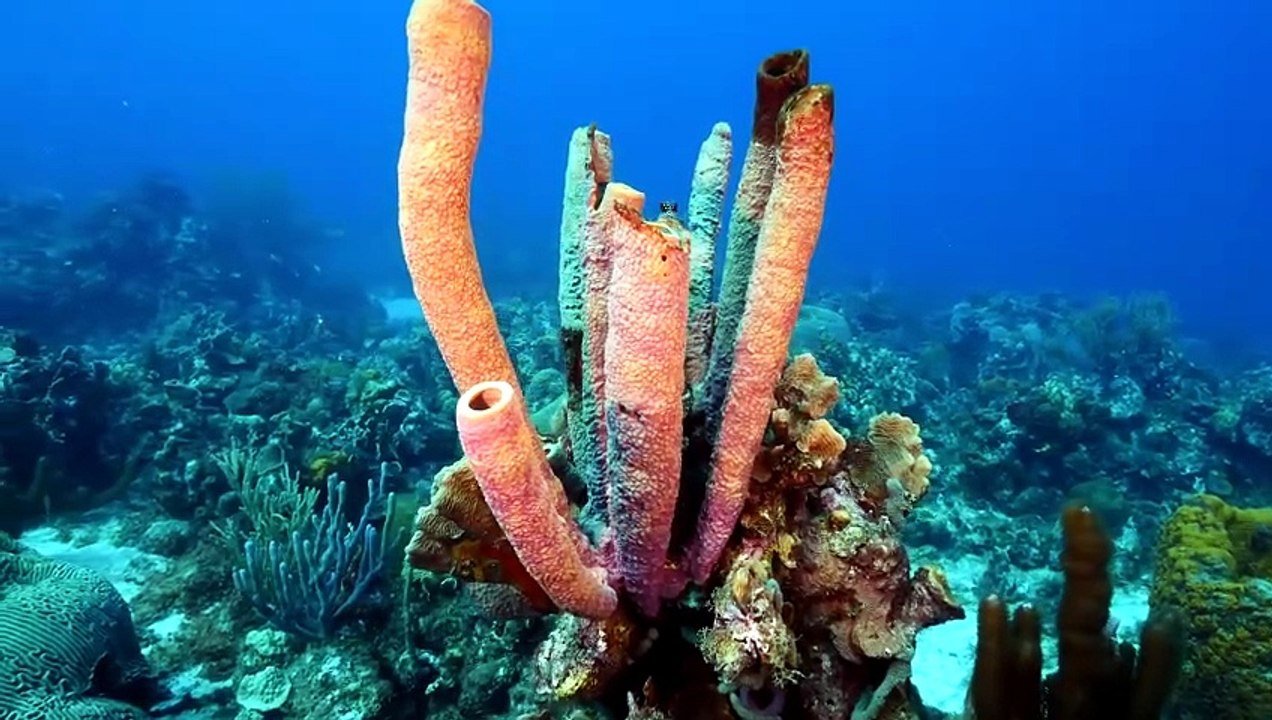 Video8