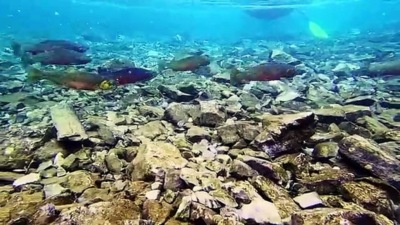 Video6