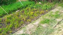 Punjabi mahol