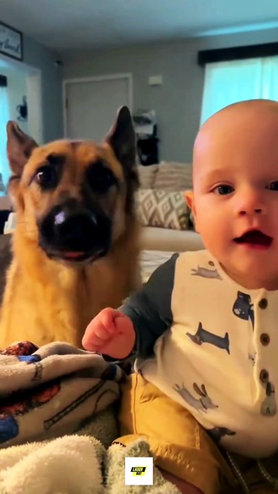 Funny German Shepherd Moments That Will Make You Cry Laughing 😂