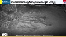 വയനാട് ബത്തേരി നൂൽപ്പുഴയിൽ വളർത്തു നായയെ പുലി പിടിച്ചു.