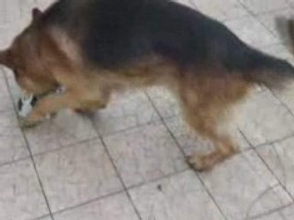 adzaro