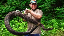 12 States Where Rattlesnakes Are Most Common