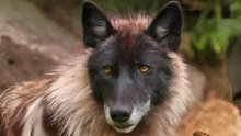 Meet the World’s 9 Rarest Wolves, A Closer Look