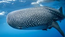 Largest Pacific fish discovery sparks conservation talks