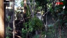 Florida, lo zoo di Palm Beach d? il benvenuto a un cucciolo di koala