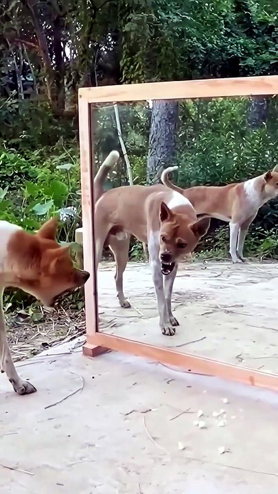 Dog_Sees_Himself_in_Mirror_for_First_Time_–_HILARIOUS_Reaction!_🤣_#shorts_‪@newanimalvideostv‬(1080p)