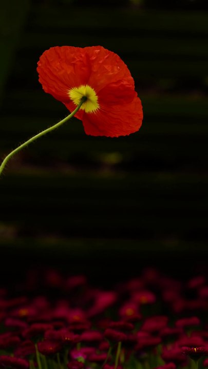 Elegant Red Poppy