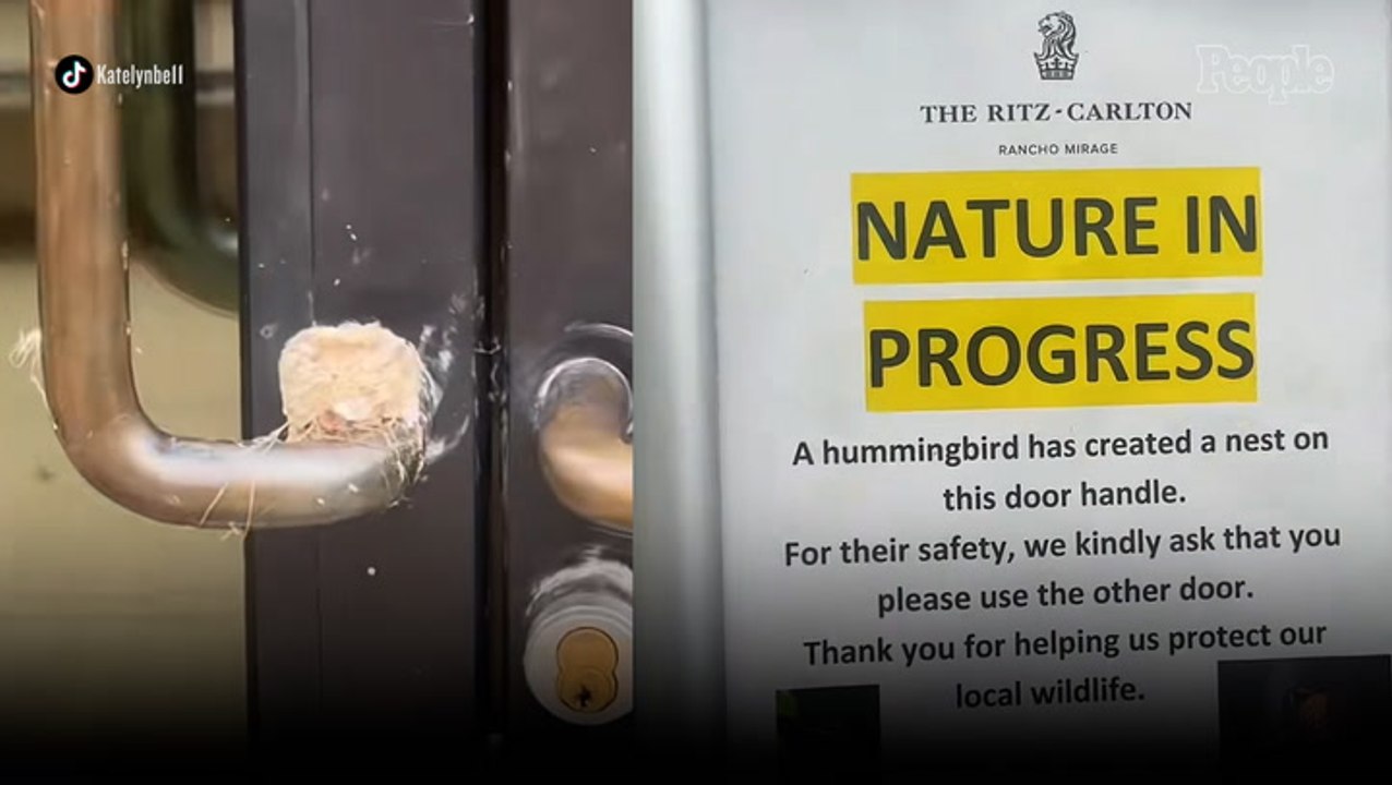 Ritz Carlton Closes Entrance After an Unexpected Guest Lands on the Handle — and Refuses to Leave