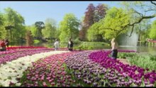 Keukenhof, milioni di tulipani in fiore nel parco simbolo d'Olanda