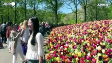 Boom di visitatori al parco di Keukenhof per i tulipani in fiore