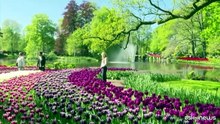 Keukenhof, milioni di tulipani in fiore nel parco simbolo d'Olanda