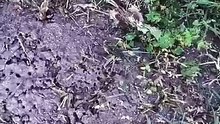 FIRE ANT CHALLENGE