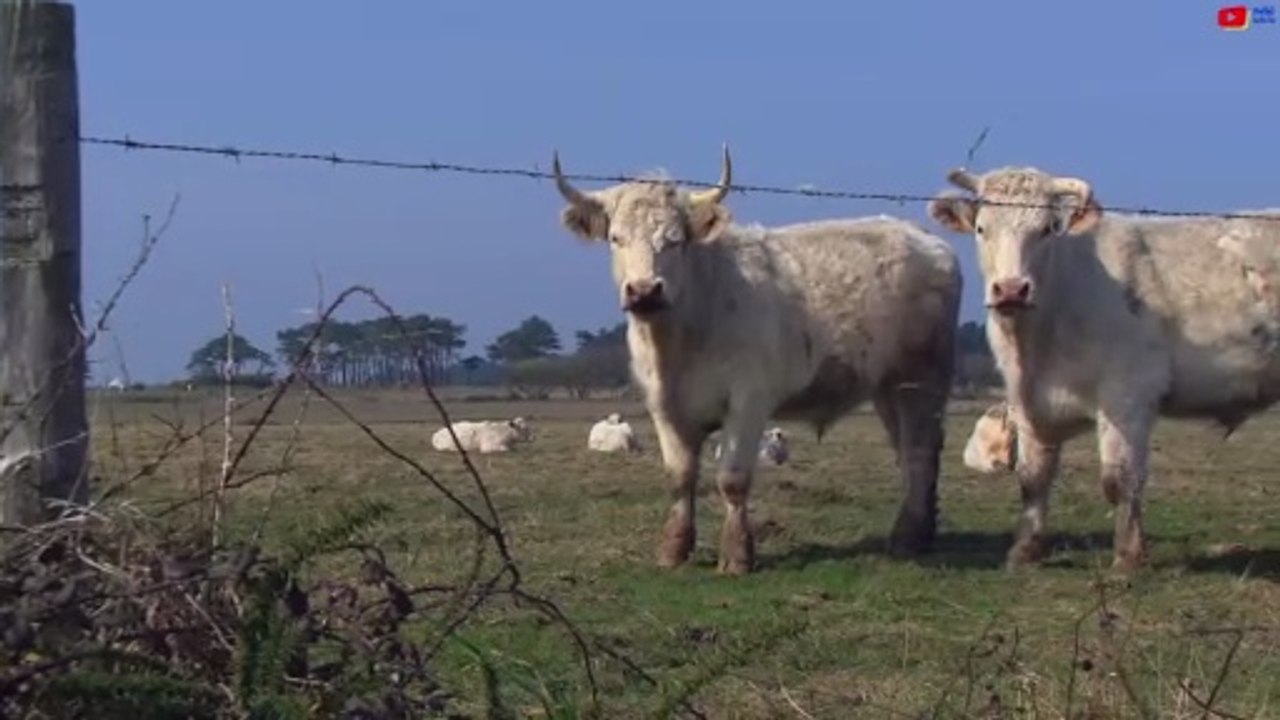 Belle-Île-en-Mer  | L'Île aux Belles Vaches à Cornes | Belle-Île Télévision TVBI