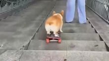 This corgi is smoother than my morning coffee