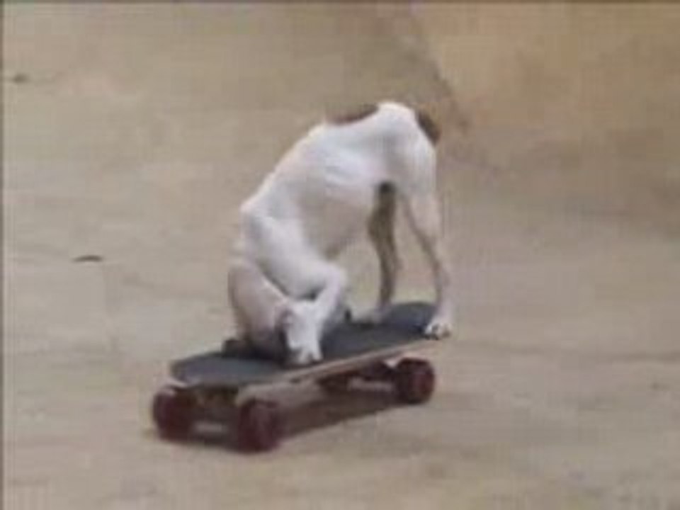Le chien qui fait du skateboard