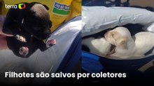 Filhotes de cachorro são salvos por coletores minutos antes de compactação em caminhão de lixo em SP