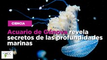 Acuario de Génova revela secretos de las profundidades marinas