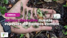 Jalisco descubre nuevas especies de hongos zombie