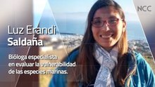 Reporte Climático 247 | Tiburones: Entre el Mito y la Amenaza Real