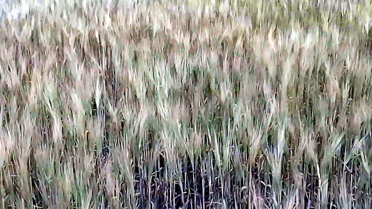 Champ de céréales