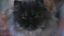 01 Enciclopedia Del Gatto - Il Gatto Persiano