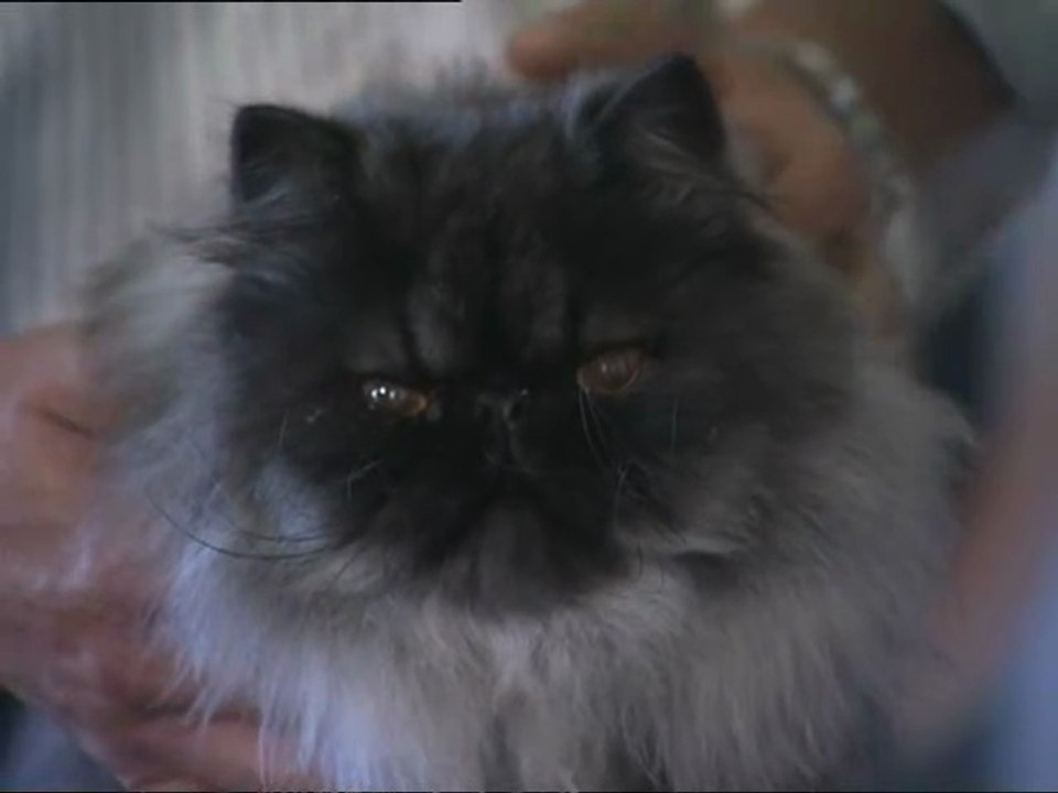 01 Enciclopedia Del Gatto - Il Gatto Persiano