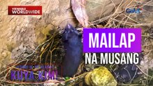 Kakaibang hayop, natagpuan sa loob ng isang puno! | Dami Mong Alam, Kuya Kim!