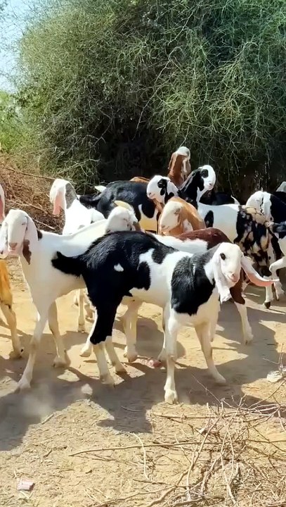 ما شاء الله الا نسل خوبصورت کوالٹی کے ابلک اور شیرا پرینٹ خصی اور وزنی بڑے بکرے
