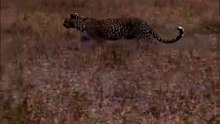 Leopard Faces Elephant Overpowered Wild Encounter
