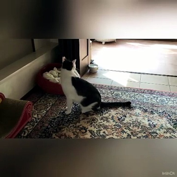 A Big Male Cat Hangs Around