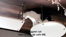 Haruka on the catwalk