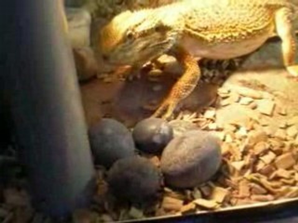 pas de pitier cest le repat