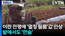 이란 전쟁에 '멀칭 필름'값 인상... 밭에서도 '한숨' / YTN