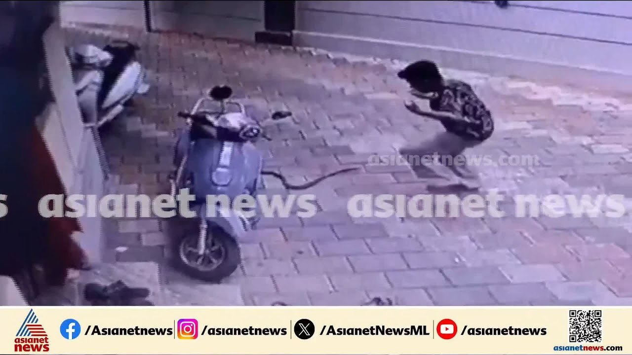 പാമ്പ് കടിയിൽ നിന്ന് തലനാരിഴയ്ക്ക് രക്ഷപ്പെട്ട്...