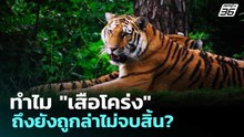ทำไม "เสือโคร่ง" ถึงยังถูกล่าไม่จบสิ้น? | ทันข่าวสุดสัปดาห์ | 25 เม.ย. 69