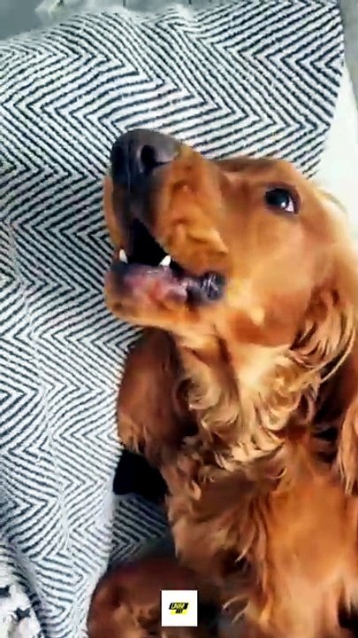 When Dogs Start a Singing Competition 😂🐕