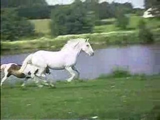 galop de mes loulous au pré