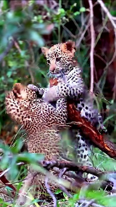 Adorable Leopard Cubs Cute Wild Moments