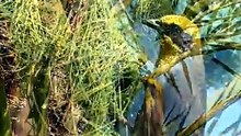 The indian baya weaver birds making nest in the tree