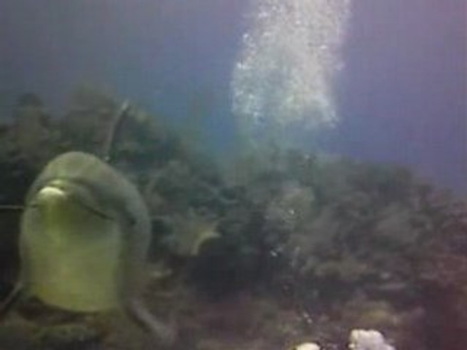 Plongée avec dauphins