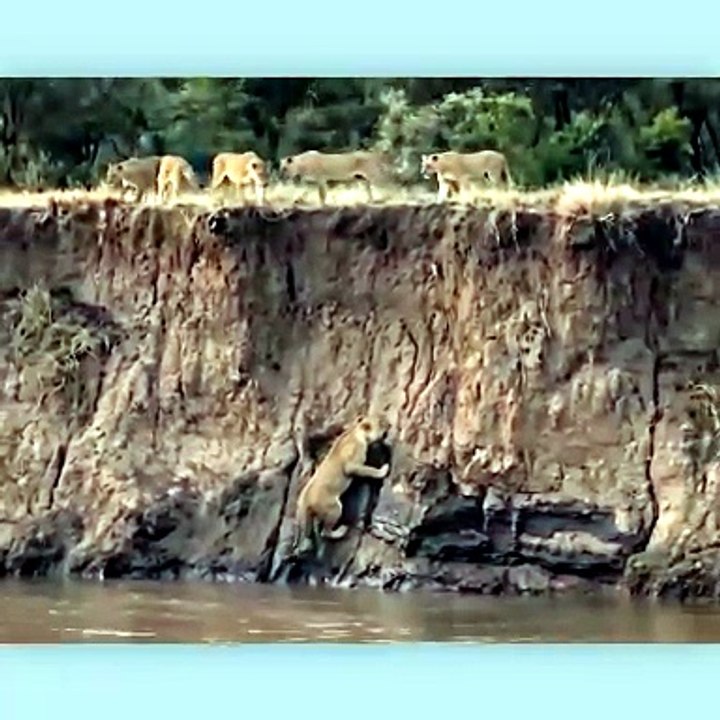 Lioness Tried to Climb Straight Out of Hell While Crocodiles Hunted Beneath Her