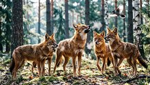 Dhole Pack Communication Moment