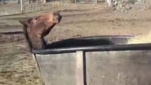 Hay Bin Mishap Leaves Young Stallion Needing A Lift