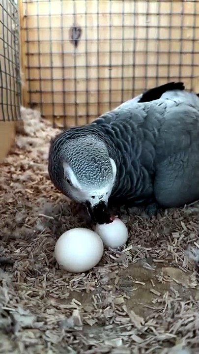 A loving mother helps her baby hatch from the egg.