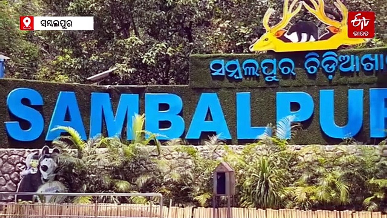 ପ୍ରବଳ ତାତିରେ ଚିଡିଆଖାନାରେ ସ୍ୱତନ୍ତ୍ର ବ୍ୟବସ୍ଥା; ଜୀବଜନ୍ତୁ ପାଇଁ କୁଲର, ଆଇସ କ୍ୟୁବ୍, ସ୍ପେଶାଲ୍ ସମର ଡାଏଟ୍