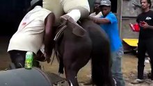 When the Saddle Says "No More": An Epic Horse Mounting Fail